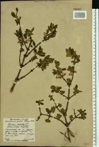 Lonicera caerulea L., Eastern Europe, Eastern region (E10) (Russia)