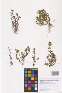 Lythrum borysthenicum (M. Bieb. ex Schrank) Litv., Eastern Europe, Central forest-and-steppe region (E6) (Russia)