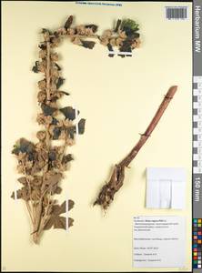 Alcea rugosa Alef., Caucasus, Krasnodar Krai & Adygea (K1a) (Russia)