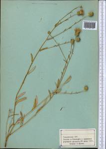 Centaurea, Middle Asia, Pamir & Pamiro-Alai (M2) (Tajikistan)