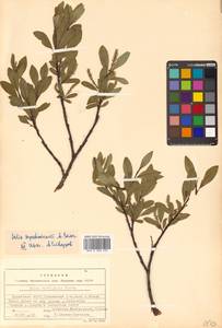 Salix saposhnikovii A. K. Skvortsov, Siberia, Baikal & Transbaikal region (S4) (Russia)