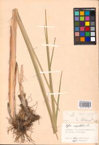 Typha angustifolia L., Eastern Europe, Moscow region (E4a) (Russia)