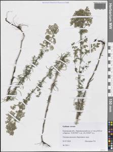 Galium verum L., Siberia, Western Siberia (S1) (Russia)