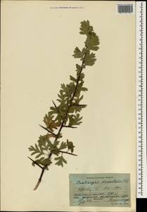 Crataegus orientalis Pall. ex M. Bieb., Crimea (KRYM) (Russia)