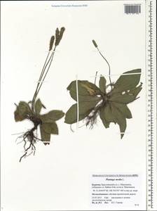 Plantago media L., Siberia, Baikal & Transbaikal region (S4) (Russia)