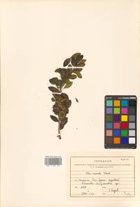 Ilex crenata Thunb., Siberia, Russian Far East (S6) (Russia)