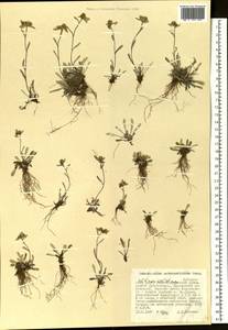 Leontopodium antennarioides Soczava, Siberia, Russian Far East (S6) (Russia)