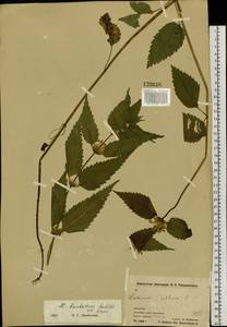 Lamium album subsp. barbatum (Siebold & Zucc.) Mennema, Siberia, Chukotka & Kamchatka (S7) (Russia)