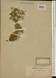 Cousinia orientalis (Adams) K. Koch, Caucasus (no precise locality) (K0)