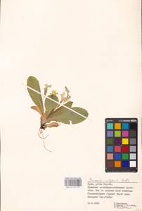 Primula vulgaris Huds., Crimea (KRYM) (Russia)