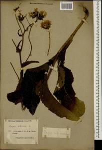 Crepis sibirica L., Caucasus, Armenia (K5) (Armenia)