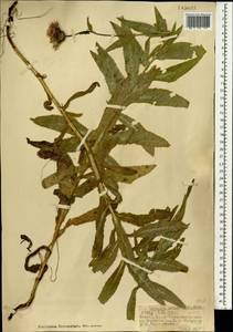 Cirsium serratuloides (L.) Hill, Mongolia (MONG) (Mongolia)