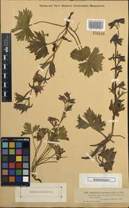 Delphinium dasyanthum Kar. & Kir., Middle Asia, Dzungarian Alatau & Tarbagatai (M5) (Kazakhstan)