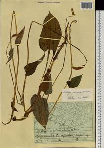 Bistorta officinalis subsp. pacifica (Petrov ex Kom.) Yonek., Siberia, Russian Far East (S6) (Russia)