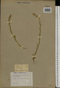 Polygala, Eastern Europe (no precise locality) (E0) (Ukraine)
