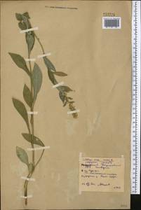 Solidago virgaurea L., Middle Asia, Northern & Central Kazakhstan (M10) (Kazakhstan)