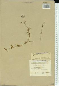 Galium aparine L., Eastern Europe, North Ukrainian region (E11) (Ukraine)