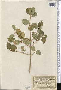 Lonicera nummulariifolia Jaub. & Spach, Middle Asia, Western Tian Shan & Karatau (M3) (Kazakhstan)