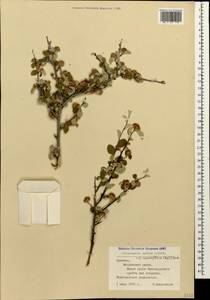 Cotoneaster suavis Pojark., Caucasus, Armenia (K5) (Armenia)