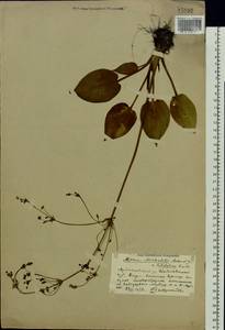 Alisma plantago-aquatica L., Eastern Europe, Middle Volga region (E8) (Russia)