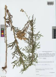 Jacobaea erucifolia (L.) G. Gaertn., B. Mey. & Scherb., Siberia, Altai & Sayany Mountains (S2) (Russia)