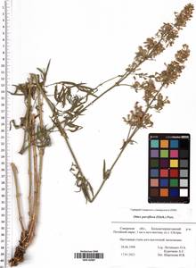 Silene borysthenica (Gruner) Walters, Eastern Europe, Middle Volga region (E8) (Russia)