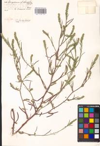 Corispermum elongatum Bunge, Eastern Europe, Moscow region (E4a) (Russia)