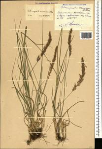 Calamagrostis arundinacea (L.) Roth, Caucasus, Dagestan (K2) (Russia)