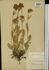 Anthyllis vulneraria subsp. polyphylla (DC.)Nyman, p.p., Eastern Europe, Middle Volga region (E8) (Russia)