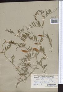 Vicia michauxii Spreng., Middle Asia, Pamir & Pamiro-Alai (M2) (Uzbekistan)