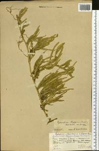 Lycopodium lagopus (Laest. ex C. Hartm.) Zinserl. ex Kuzen., Siberia, Altai & Sayany Mountains (S2) (Russia)