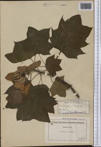 Liriodendron tulipifera L., America (AMER) (Not classified)