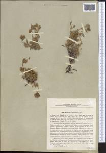 Oxytropis tianschanica Bunge, Middle Asia, Pamir & Pamiro-Alai (M2) (Kyrgyzstan)