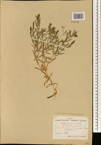 Stellaria palustris (Murray ex Ehrh.) Hoffm., Mongolia (MONG) (Mongolia)