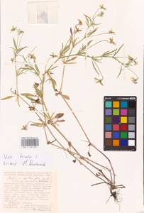 Viola tricolor L., Eastern Europe, Central forest-and-steppe region (E6) (Russia)