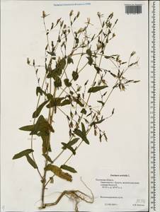 Lactuca serriola L., Eastern Europe, Central region (E4) (Russia)