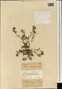 Polygonum humifusum Mert. ex C. Koch, Mongolia (MONG) (Mongolia)