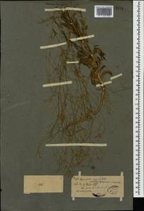 Gypsophila elegans M. Bieb., Caucasus (no precise locality) (K0)