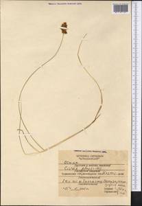 Carex physodes M.Bieb., Middle Asia, Karakum (M6) (Turkmenistan)