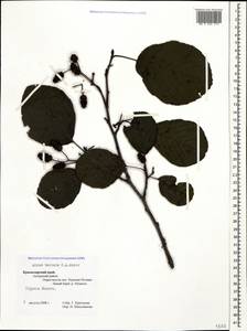 Alnus glutinosa subsp. barbata (C.A.Mey.) Yalt., Caucasus, Krasnodar Krai & Adygea (K1a) (Russia)