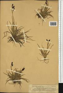 Carex fuliginosa Schkuhr, Western Europe (EUR)