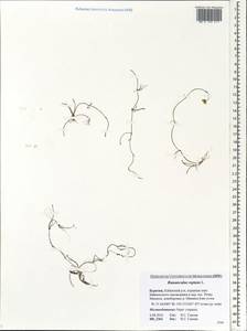 Ranunculus reptans L., Siberia, Baikal & Transbaikal region (S4) (Russia)