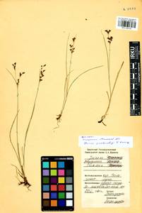 Juncus persicus subsp. libanoticus (Thiébaut) Novikov & Snogerup, Siberia, Baikal & Transbaikal region (S4) (Russia)
