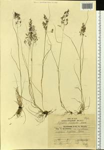 Agrostis flaccida Hack., Siberia, Russian Far East (S6) (Russia)