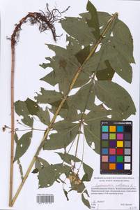 Lysimachia vulgaris L., Eastern Europe, North-Western region (E2) (Russia)