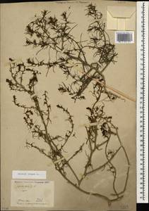 Salsola tragus L., Caucasus, Stavropol Krai, Karachay-Cherkessia & Kabardino-Balkaria (K1b) (Russia)