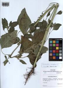 Amaranthus retroflexus L., Siberia, Altai & Sayany Mountains (S2) (Russia)