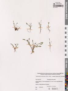 Tephroseris integrifolia subsp. tundricola (Tolm.) B.Nord., Siberia, Chukotka & Kamchatka (S7) (Russia)