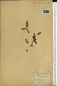 Viscum album L., Eastern Europe, North Ukrainian region (E11) (Ukraine)
