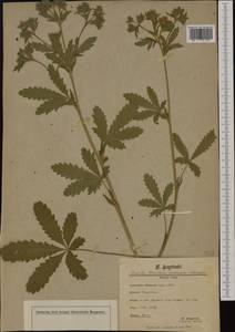 Potentilla recta subsp. obscura (Willd.) Arcang., Western Europe (EUR) (Romania)